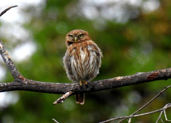 Peruvian Pygmy-Owl