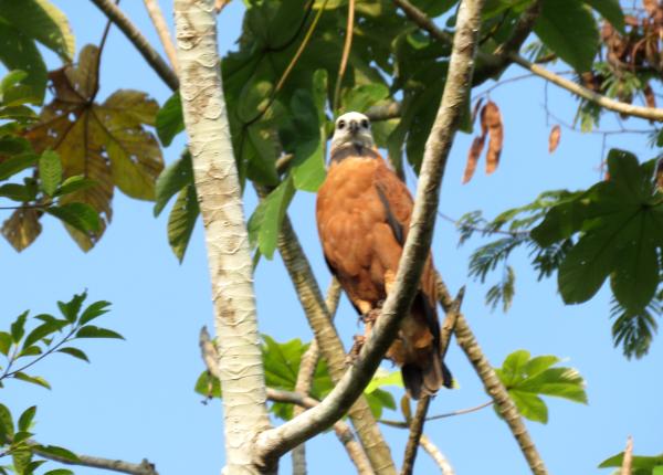 Black-collared Hawk