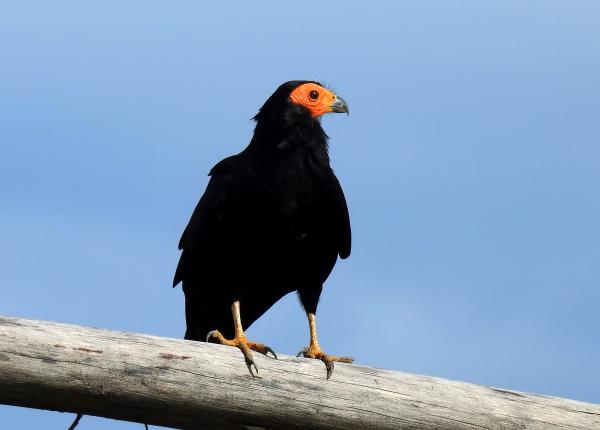Black Caracara