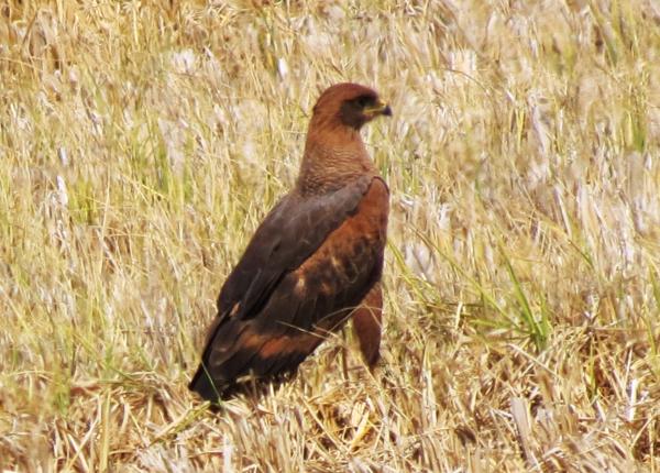Savanna Hawk