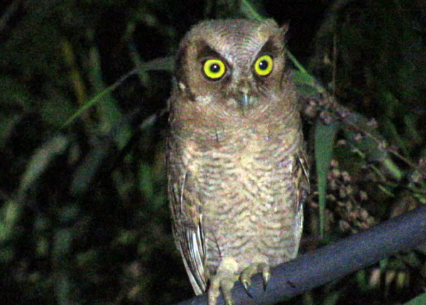 Tropical Screech Owl