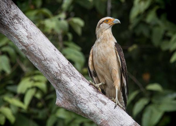 Yellow-headed Caracara