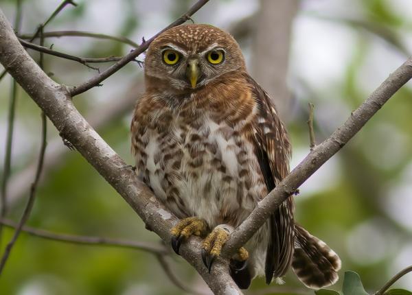 Cuban Pygmy-Owl