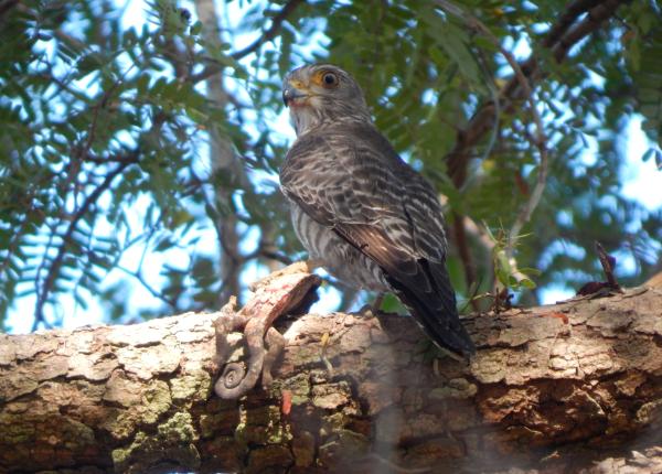 Banded Kestrel