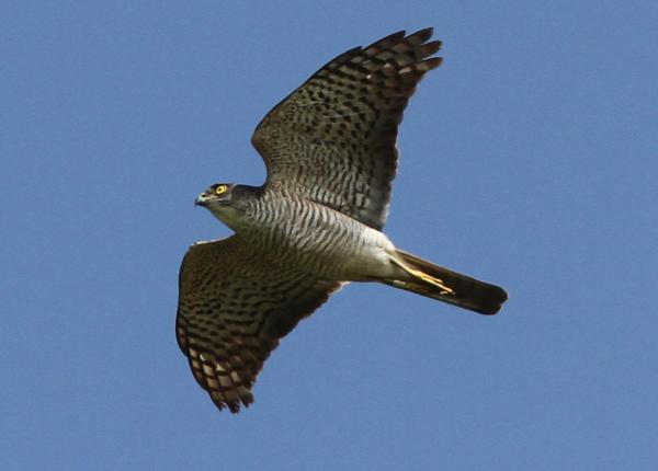 chinese birds of prey