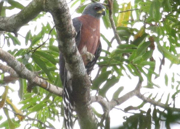 Long-tailed Hawk