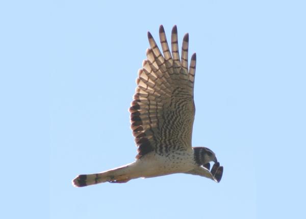 Long-winged Harrier