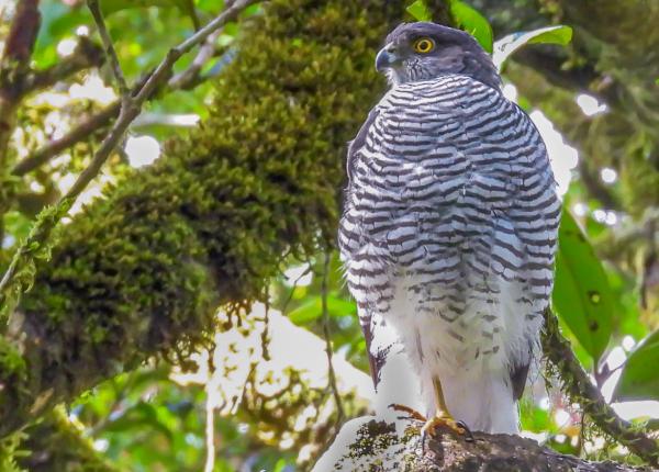 Madagascar Sparrowhawk