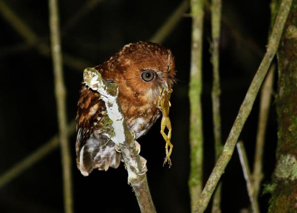 Santa Marta Screech-Owl