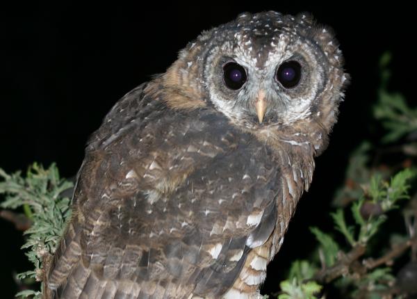 African Wood Owl