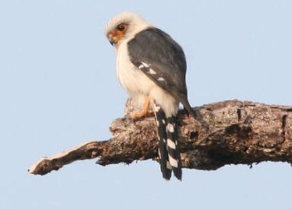 White rumped Falcon The Peregrine Fund