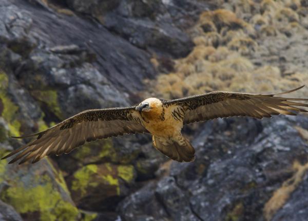 Bearded Vulture