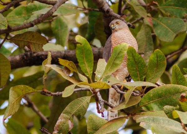 Shikra