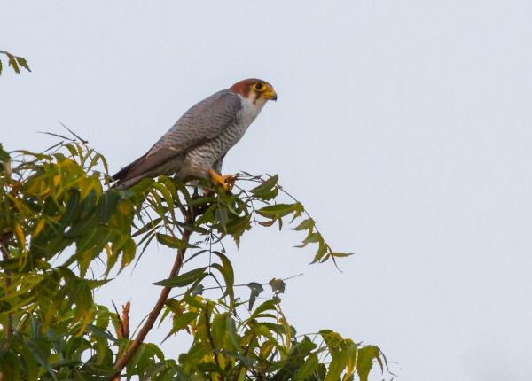 Red-necked Falcon