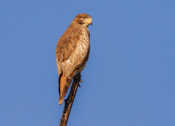 White-eyed Buzzard