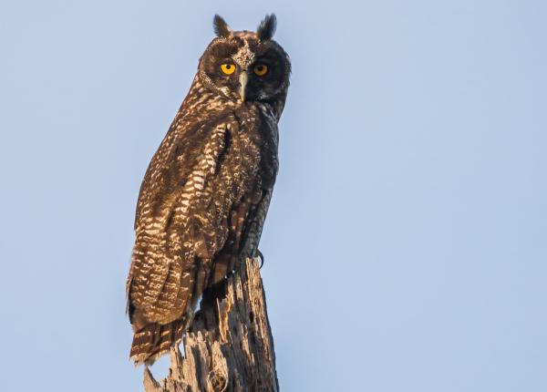Stygian Owl