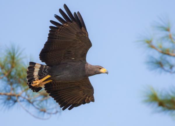Solitary Eagle