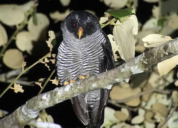 Black and White Owl