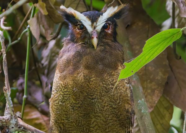 Crested Owl