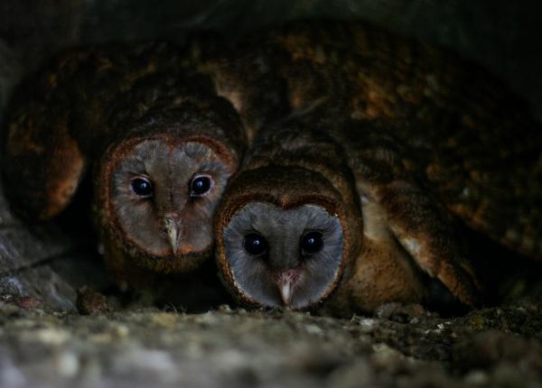 Ashy-faced Owl