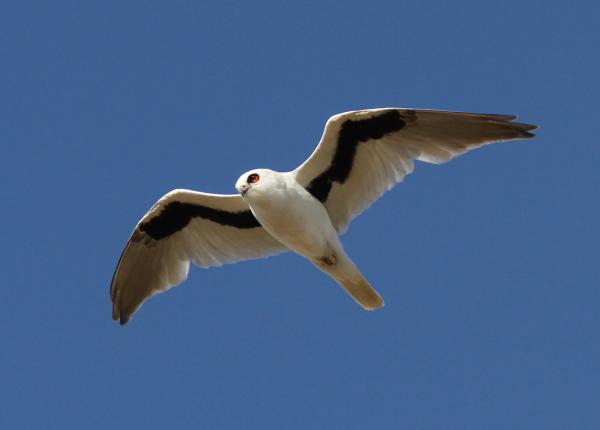 Letter-winged Kite