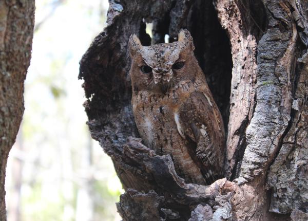 Madagascar Scops Owl