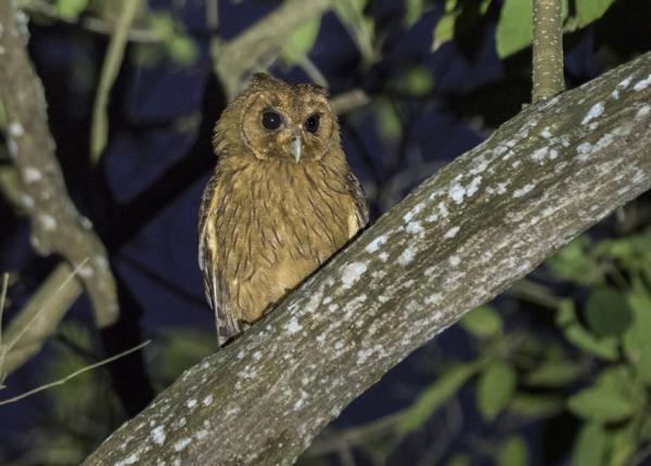 Jamaican Owl
