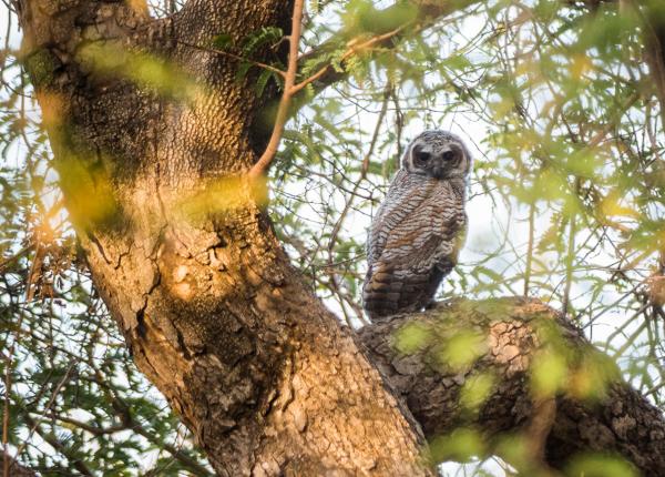 Mottled Wood-Owl