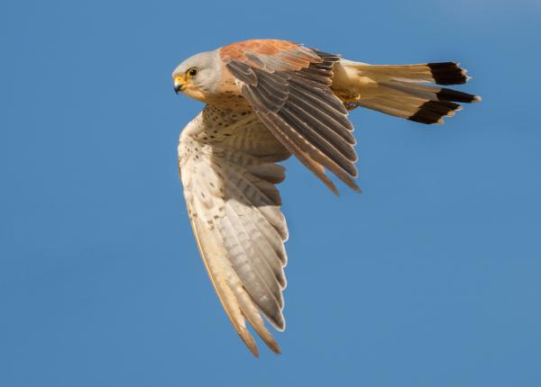 Lesser Kestrel