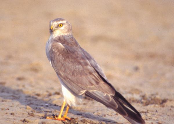 Pallid Harrier