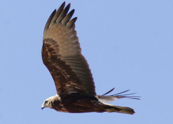 Papuan Harrier