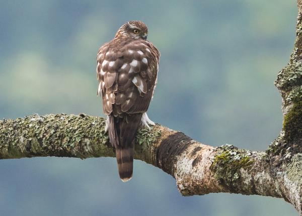 Eurasian Sparrowhawk