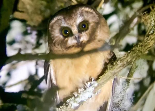 Unspotted Saw-whet Owl