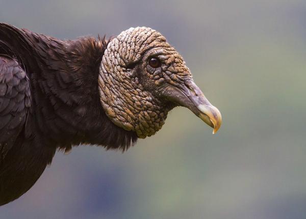 Black Vulture
