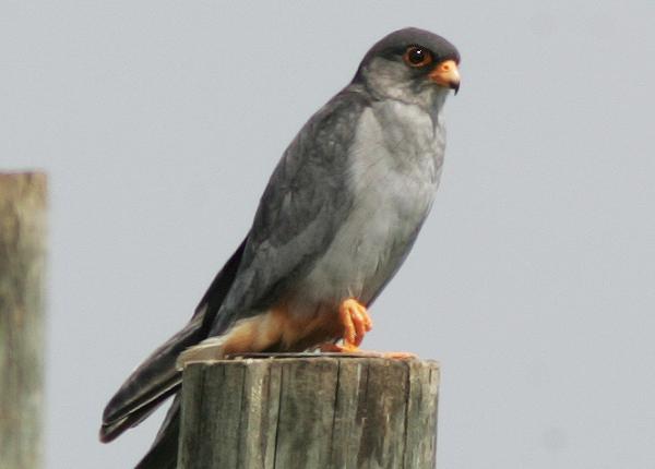 Amur Falcon