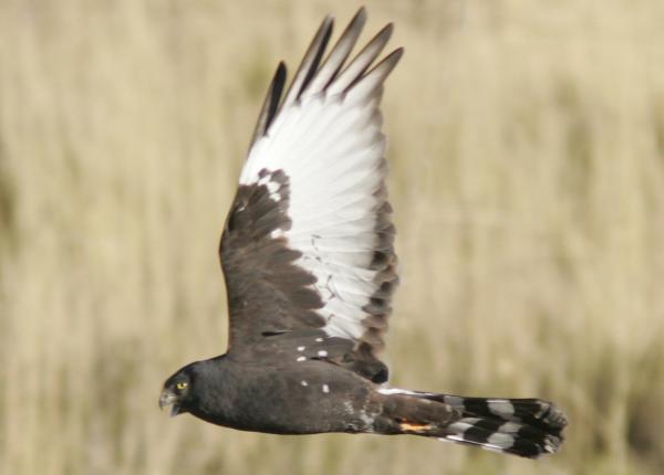 Black Harrier