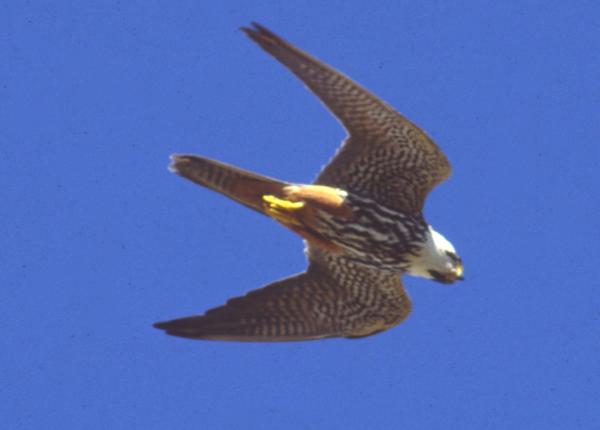 Eurasian Hobby