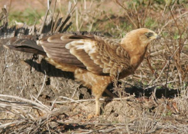 African Harrier Hawk