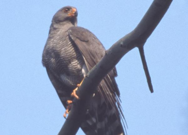 Ovamba Sparrowhawk