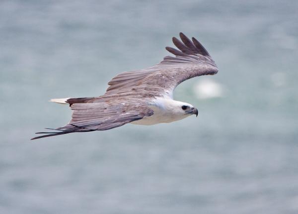 White-bellied Sea Eagle