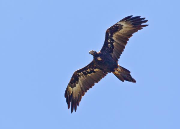 Wedge-tailed Eagle