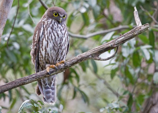 Barking Owl