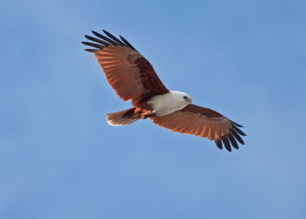 Brahminy Kite