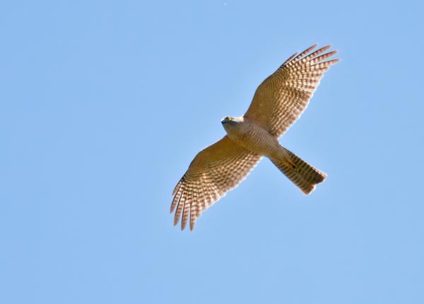 Collared Sparrowhawk
