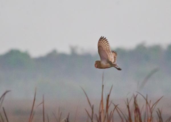 Eastern Grass Owl