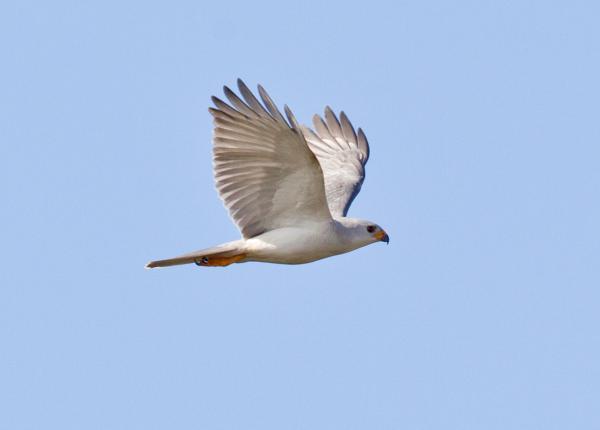 Grey Goshawk