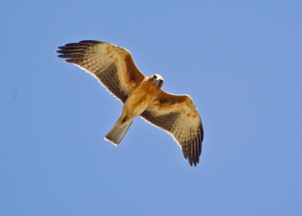 Little Eagle