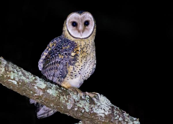 Australian Masked Owl