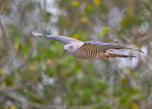 Pacific Baza