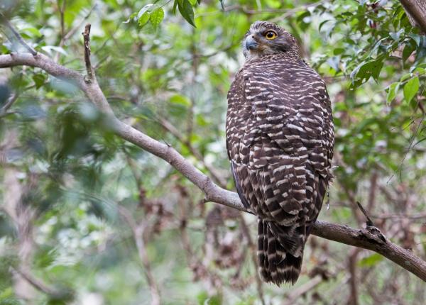 Powerful Owl